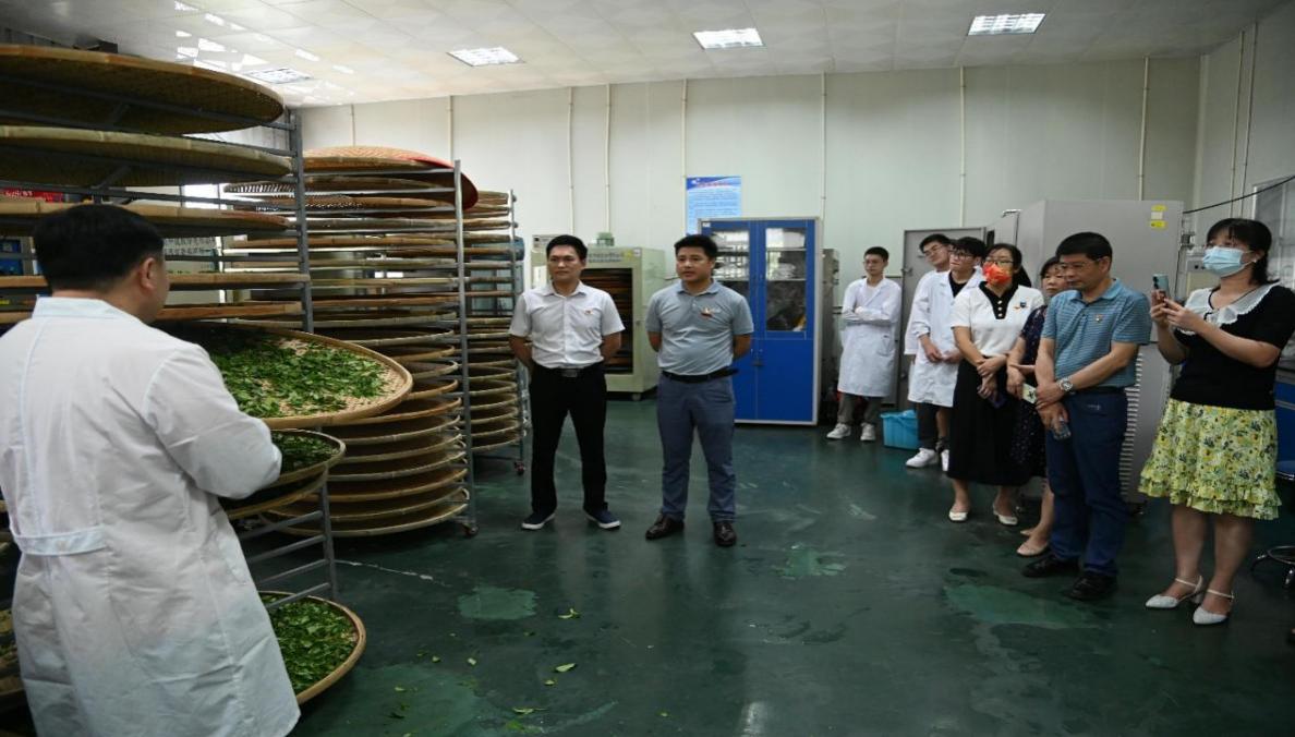 说明: C:\Users\Administrator\Desktop\“全面贯彻党的教育方针,办好人民满意的教育”主题党日活动 20230601\活动照片\制茶实践现场照片1.jpg